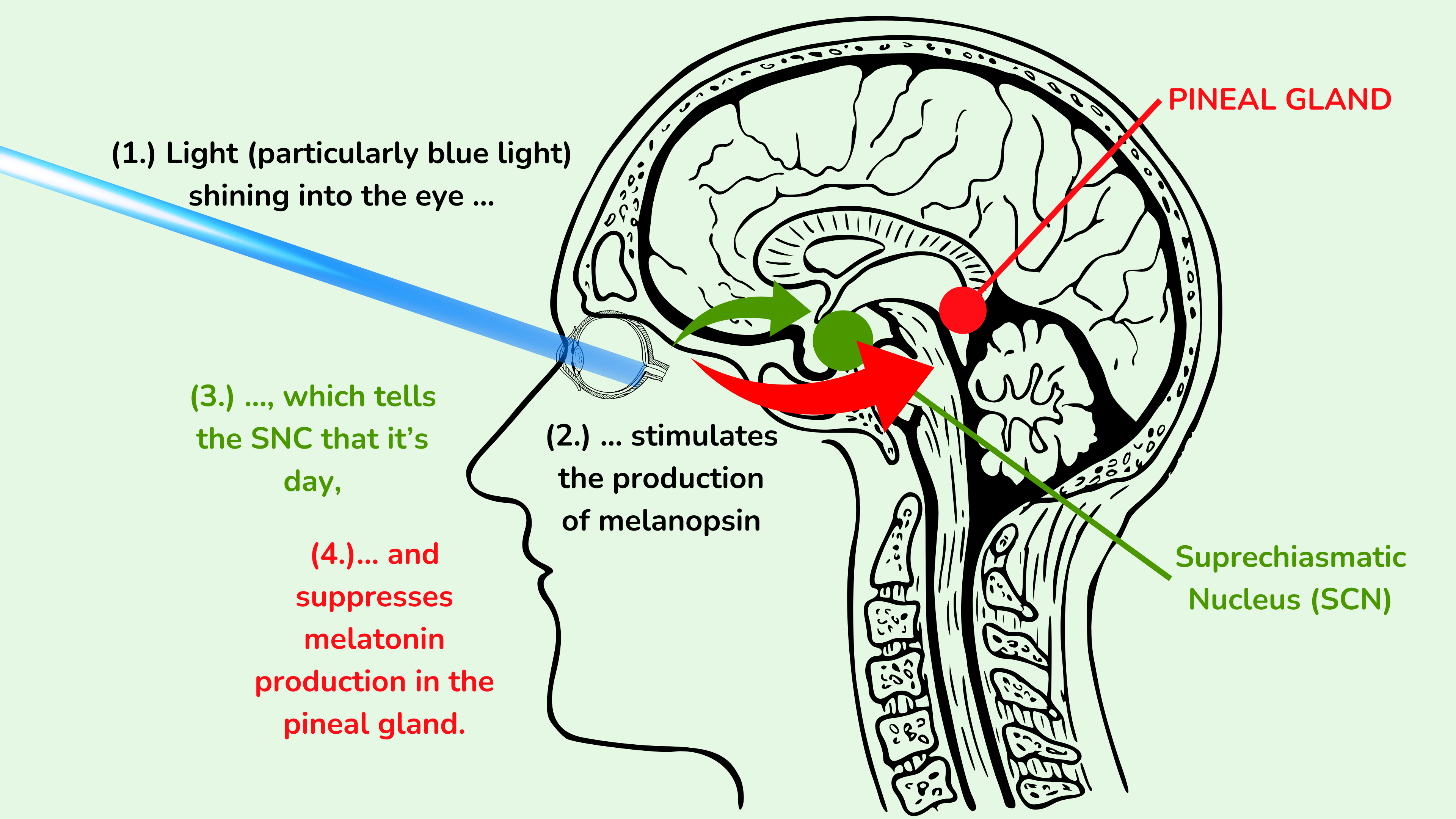 光(尤其是蓝光)影响视交叉上核 (SCN) 中的主时钟和松果体中的褪黑激素产生的机制。 光(尤其是蓝光)影响视交叉上核 (SCN) 中的主时钟和松果体中的褪黑激素产生的机制。