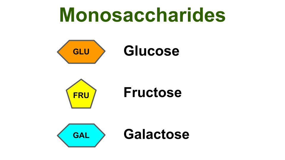 重要的单糖:葡萄糖、果糖和半乳糖 重要的单糖:葡萄糖、果糖和半乳糖