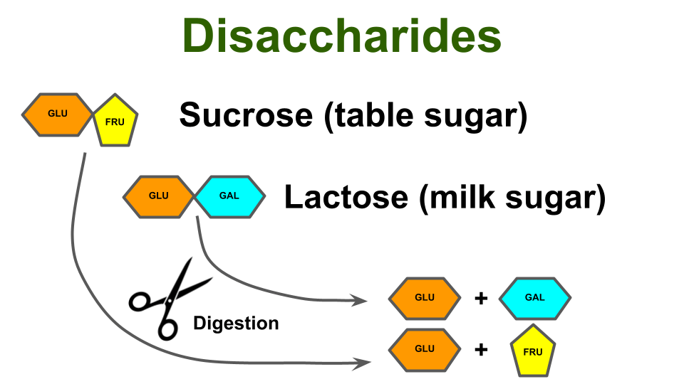 重要的二糖:蔗糖和乳糖 重要的二糖:蔗糖和乳糖