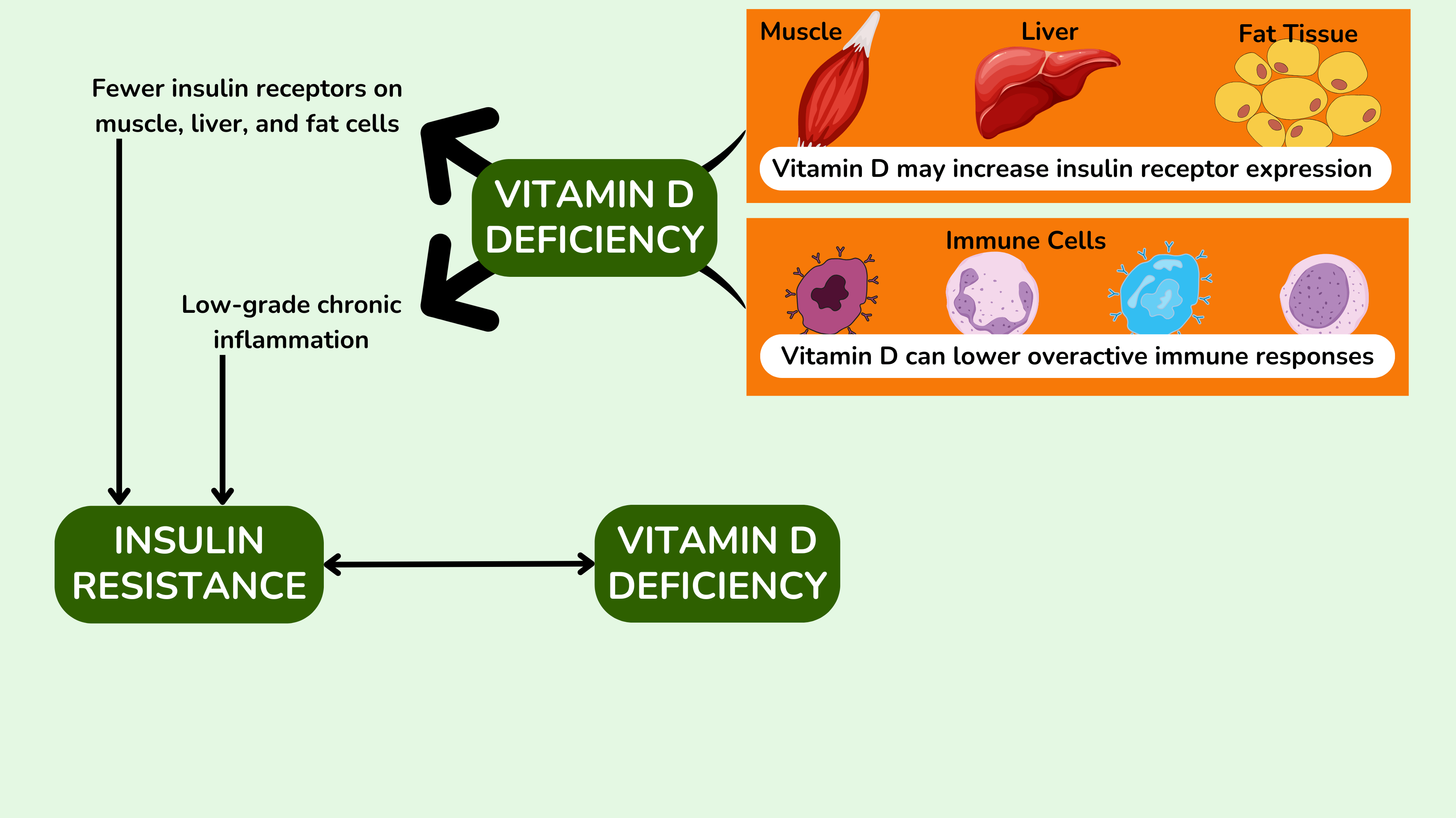 可能解释维生素 D 缺乏与胰岛素抵抗之间关联的潜在机制 可能解释维生素 D 缺乏与胰岛素抵抗之间关联的潜在机制