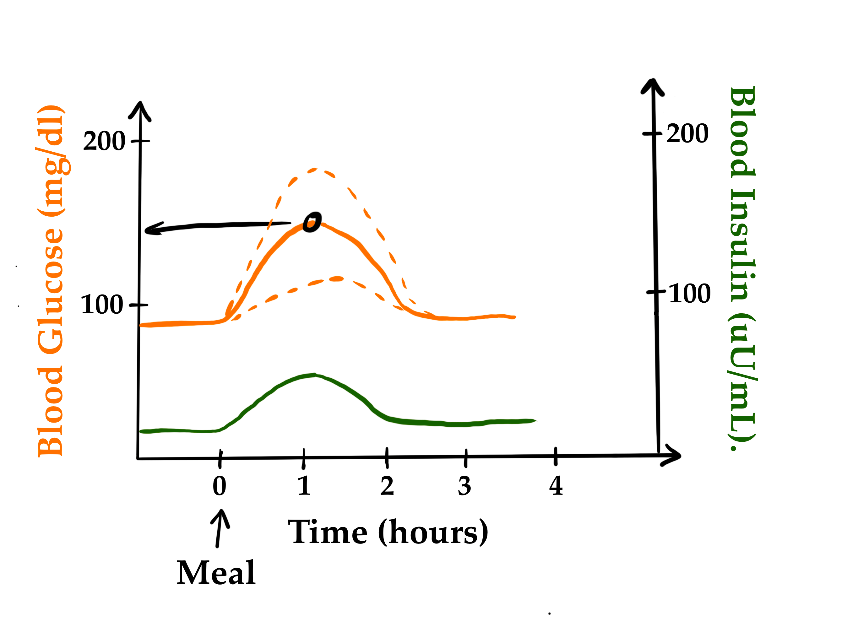 正常血糖调节 正常血糖调节