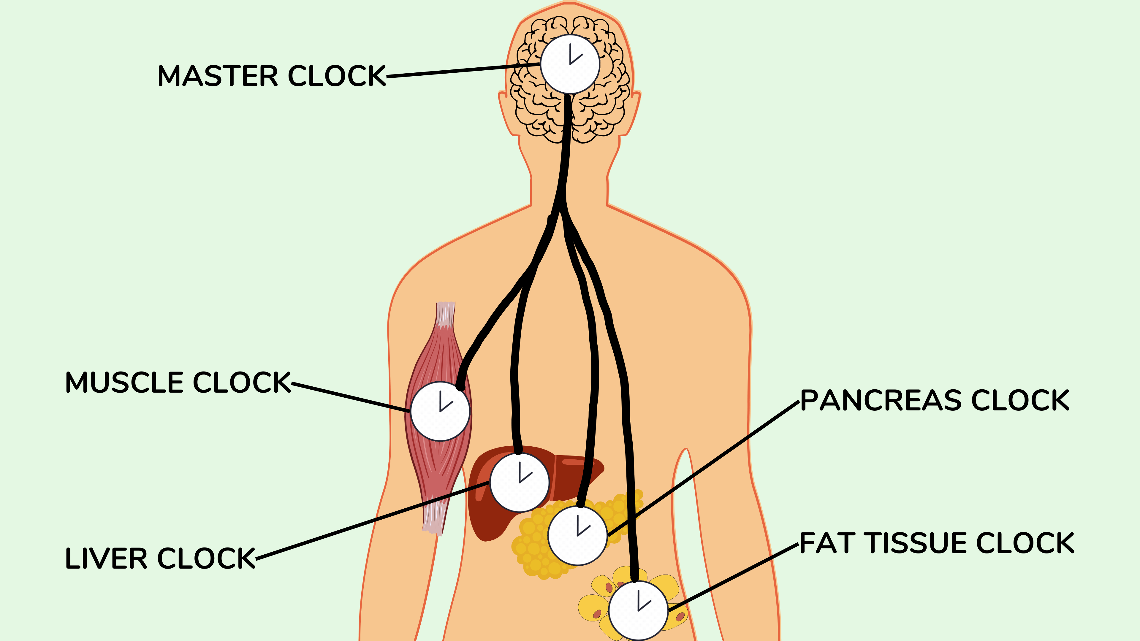 大脑包含一个主时钟,它接收来自眼睛的光输入,并与每个细胞中的各个时钟同步。 “时钟”由几个分子组成,其浓度以 24 小时的节奏上下振荡。 大脑包含一个主时钟,它接收来自眼睛的光输入,并与每个细胞中的各个时钟同步。 “时钟”由几个分子组成,其浓度以 24 小时的节奏上下振荡。