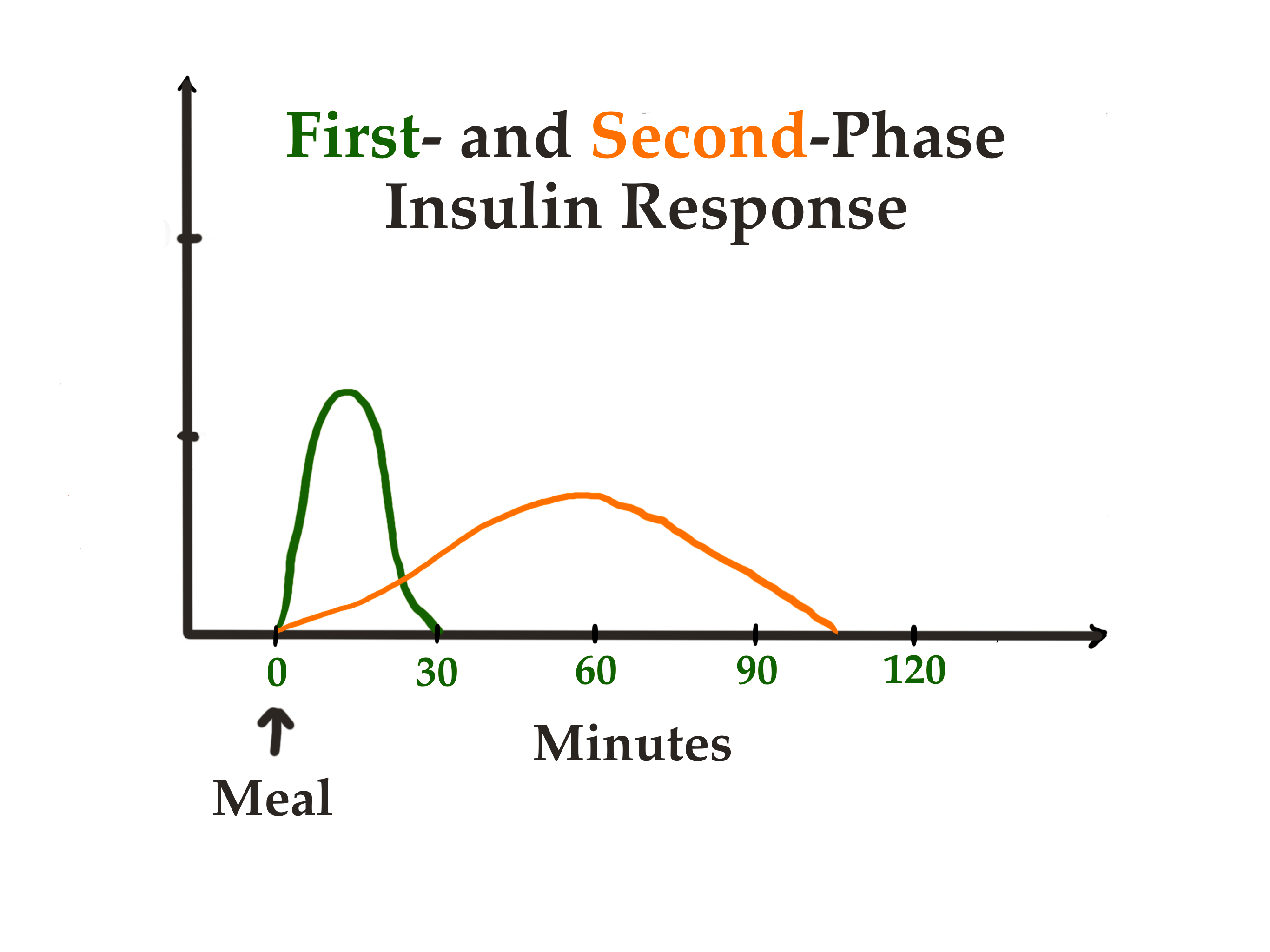 胰腺β细胞分两个阶段分泌胰岛素。第一阶段是在摄入碳水化合物后立即开始的,β细胞会释放出大量预先形成/储存的胰岛素,而第二阶段则包括需要由β细胞从头合成的胰岛素。 胰腺β细胞分两个阶段分泌胰岛素。第一阶段是在摄入碳水化合物后立即开始的,β细胞会释放出大量预先形成/储存的胰岛素,而第二阶段则包括需要由β细胞从头合成的胰岛素。