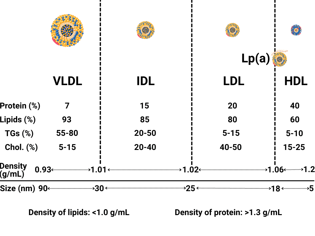 Lp(a) 的平均尺寸为 25 纳米,也就是说,它比大多数 LDL 颗粒都大。然而,它的密度也更大,与较大的 HDL 颗粒的密度相似。 Lp(a) 的平均尺寸为 25 纳米,也就是说,它比大多数 LDL 颗粒都大。然而,它的密度也更大,与较大的 HDL 颗粒的密度相似。