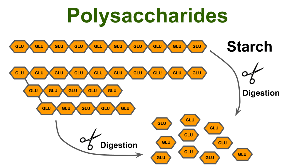 一种重要的多糖:淀粉 一种重要的多糖:淀粉